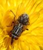 Musca autumnalis